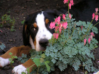 Nellie